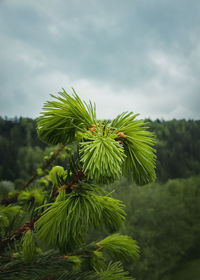 Close up of new buds and acorns on coniferous branches. young fir tree sprouts growing up, spring