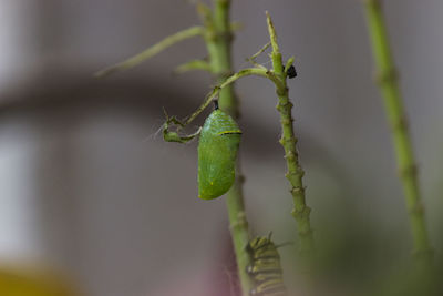 Close-up of insect on plant