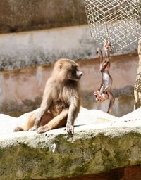 Baboons on rock in zoo