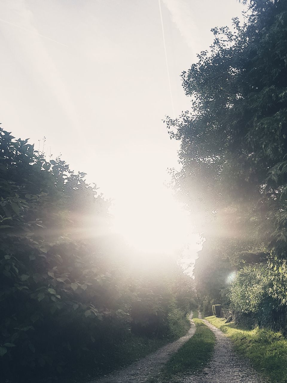 SUNLIGHT STREAMING THROUGH TREES