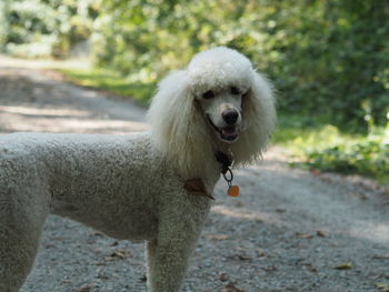 Dog looking away