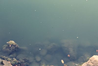 High angle view of swimming in sea