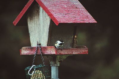 Bird perching on red roof