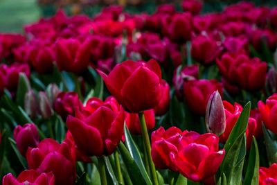 Close-up of pink tulips on field