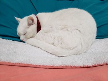 Close-up of cat sleeping