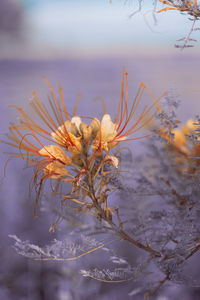 Close-up of yellow flowering plant