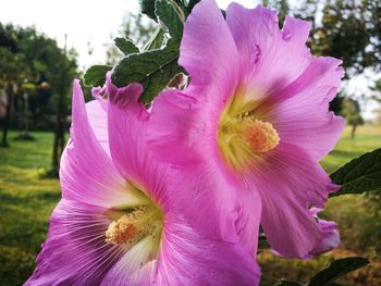 Close-up of pink flower blooming in garden