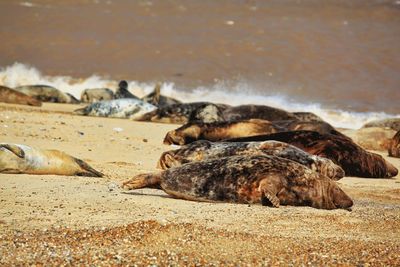 View of crab on beach