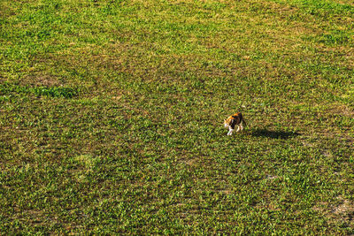 High angle view of lizard on field