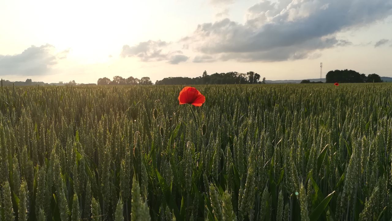 VIEW OF POPPY FIELD