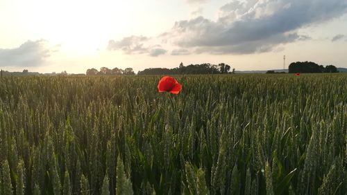 View of poppy field against sky