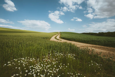 Scenic view of agricultural field against sky