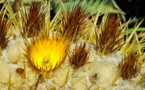 Close-up of yellow flowers