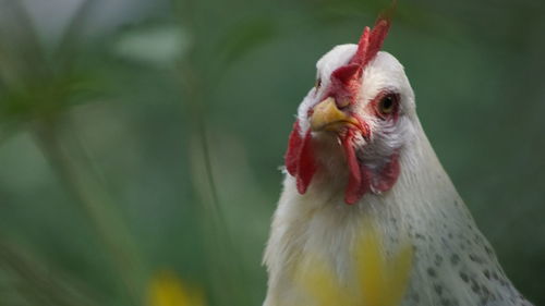 Close-up of rooster