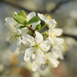 Close-up of white flowers