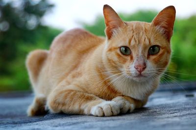 Portrait of cat lying on road