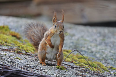 Close-up of a squirrel