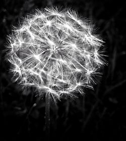 Close-up of dandelion flower