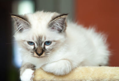 Close-up portrait of cat