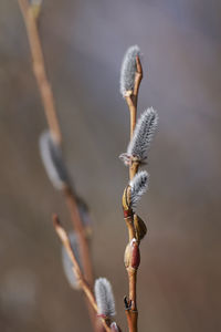 Close-up of lizard on twig