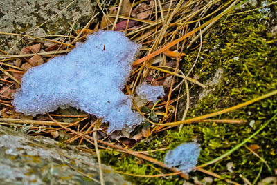 High angle view of frozen plant on land