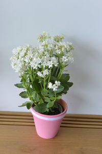 Close-up of potted plant on table