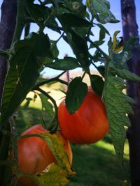 Close-up of fruits growing on tree