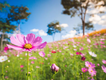 Close-up of pink cosmos flowers on land