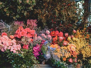 Close-up of pink flowering plants against trees