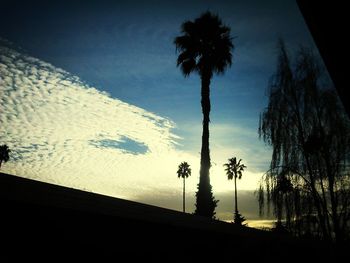 Palm trees at sunset