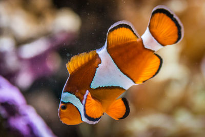 Close-up of fish in aquarium