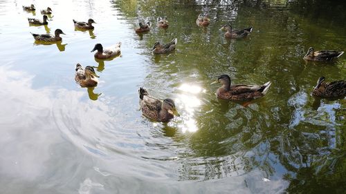 High angle view of ducks swimming on lake