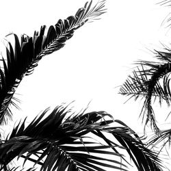 Low angle view of palm tree against sky