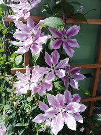 Close-up of flowers blooming outdoors