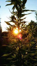 Close-up of sun shining through tree