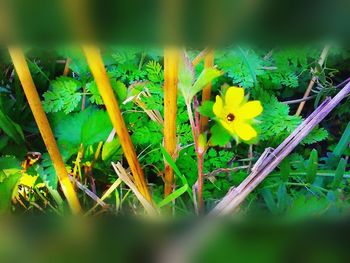 Close-up of flowers blooming in field