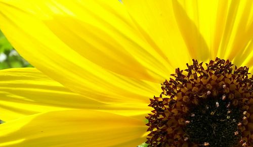 Close-up of yellow flower