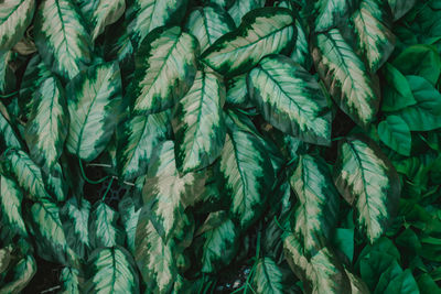 Full frame shot of fresh green leaves