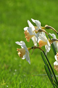 Close-up of white flowers