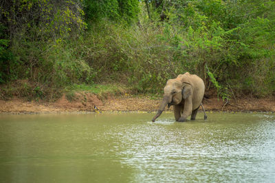 Elephant in the jungle, udawalawe national park, sri lanka. portrait format