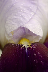 Close-up of wet purple flower