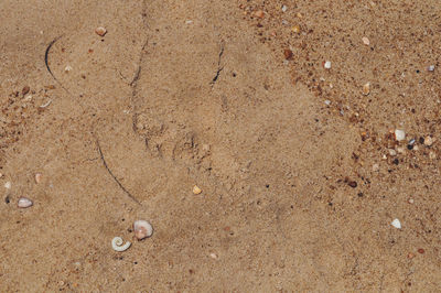 Close-up of crab on sand