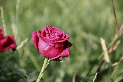 Close-up of rose blooming outdoors
