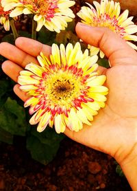 Close-up of hand holding yellow flower