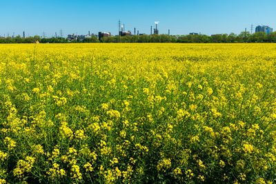 Scenic view of oilseed rape field against sky