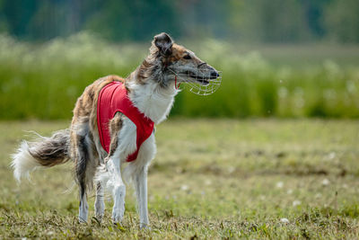 Borzoi dog in red shirt running and chasing lure in the field on coursing competition