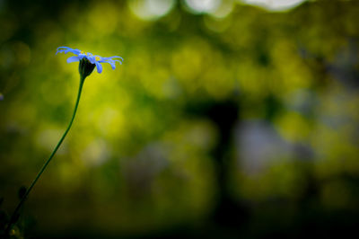 Close-up of flower against blurred background