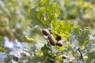 Acorns and oak leaves in the sun. high quality photo