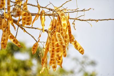 hanging