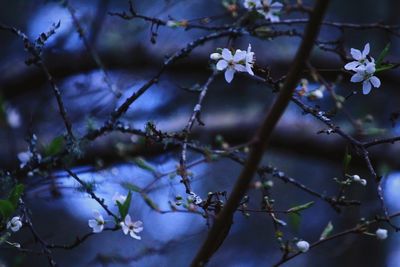 Close-up of plum blossoms in spring